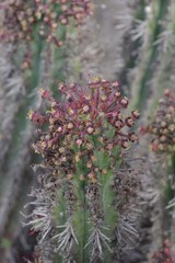 Euphorbia × inconstantia