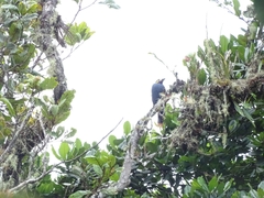 Andigena laminirostris