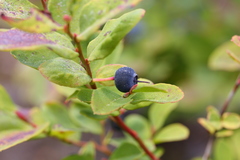 Vaccinium alaskaense