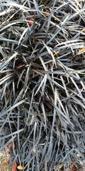 Ophiopogon planiscapus