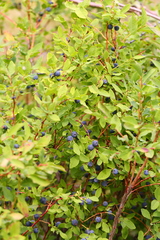 Vaccinium alaskaense