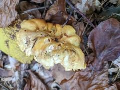 Cantharellus amethysteus