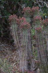 Euphorbia × inconstantia