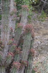 Euphorbia × inconstantia