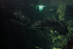 Arapaima gigas