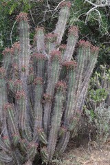 Euphorbia × inconstantia