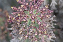 Euphorbia × inconstantia