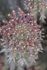 Euphorbia × inconstantia