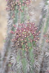 Euphorbia × inconstantia