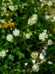 Astrantia carniolica