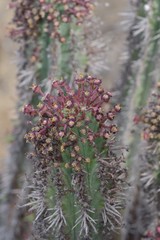 Euphorbia × inconstantia