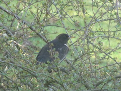 Turdus torquatus torquatus
