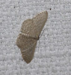 Idaea eretmopus