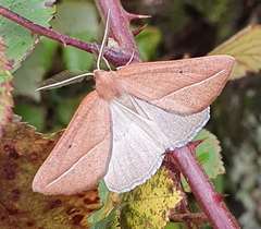 Compsoptera opacaria