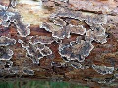 Stereum sanguinolentum