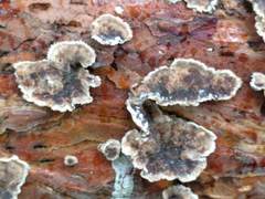 Stereum sanguinolentum