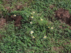 Cladanthus mixtus