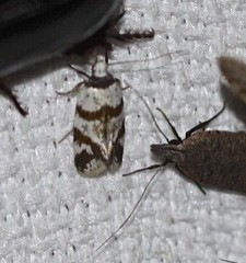 Isomoralla gephyrota