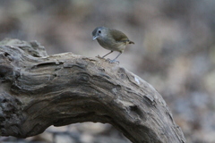 Malacocincla sepiaria