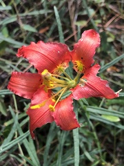 Lilium catesbaei image