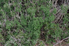 Flueggea verrucosa