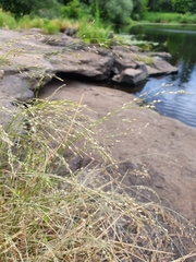 Glyceria arundinacea