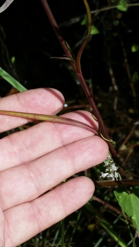 Image of Symphyotrichum bahamense by (c) Jay Horn, some rights reserved (CC BY)