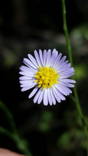 Image of Symphyotrichum bahamense by (c) Jay Horn, some rights reserved (CC BY)