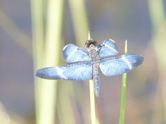 Zenithoptera lanei