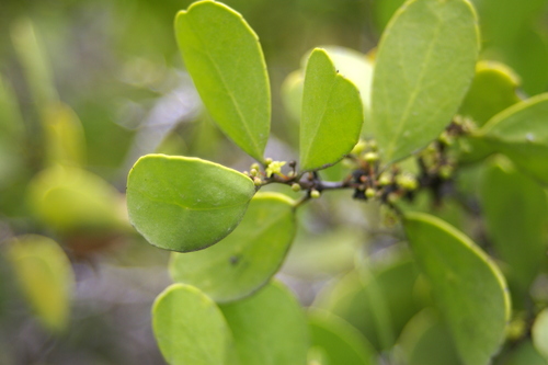 Image of Galápagos Leatherleaf (Maytenus octogona) by no rights reserved