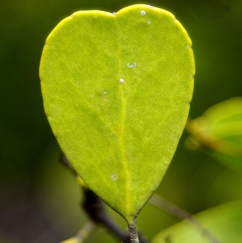 Image of Galápagos Leatherleaf (Maytenus octogona) by no rights reserved