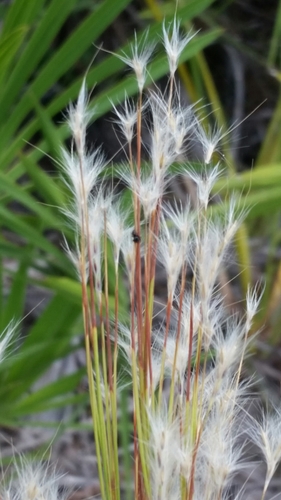 Image of Anatherum floridanum by (c) Jay Horn, some rights reserved (CC BY)