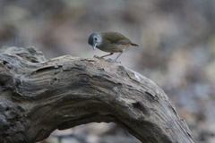 Malacocincla sepiaria