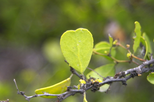 Image of Galápagos Leatherleaf (Maytenus octogona) by no rights reserved
