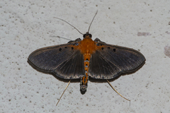 Filodes fulvidorsalis