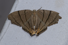 Orudiza protheclaria