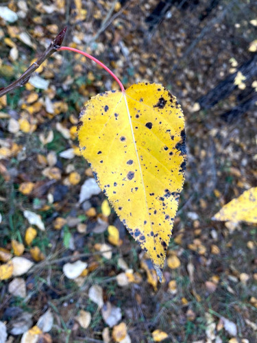 Populus X generosa