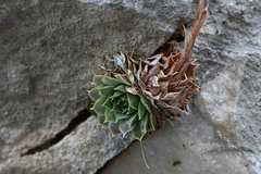 Sempervivum heuffelii
