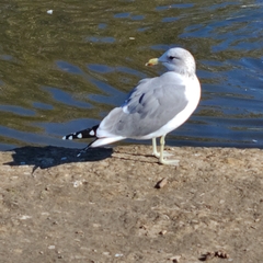 Larus californicus