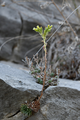 Sempervivum heuffelii