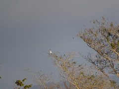 Leucopsar rothschildi