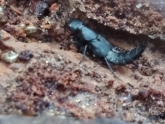 Platydracus violaceus