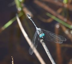 Micrathyria catenata