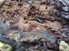 Platydracus violaceus