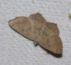 Dissomorphia australiaria