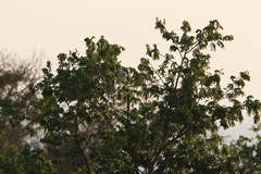 Leucopsar rothschildi