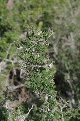 Flueggea verrucosa