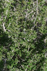 Flueggea verrucosa
