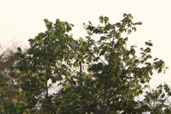 Leucopsar rothschildi