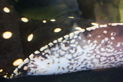 Potamotrygon leopoldi